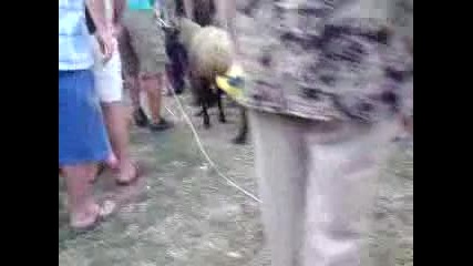 Дигането на Овеня