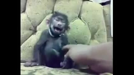 И Маймуните имат Гъдел!!! :д (много смях)
