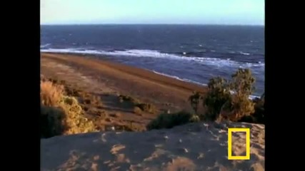 Косатка vs. морски лъв