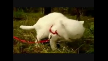 Най-драматичната котка на света !