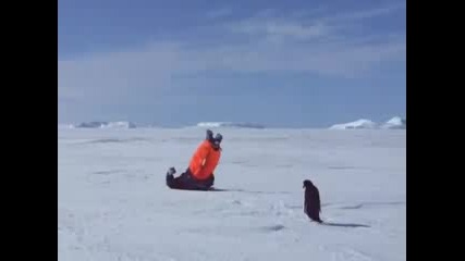 Пингвин атакува !