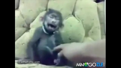Маймуна се съсипва от смях