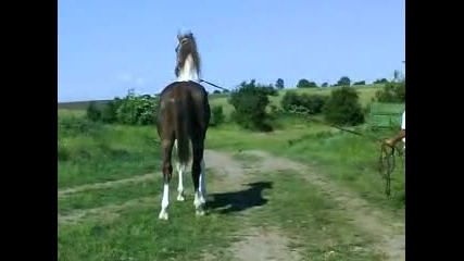zaplojdane