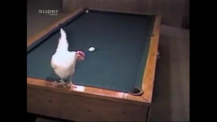 Кокошка играе билярд