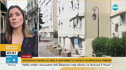 НЕЗАКОННА КЛАНИЦА: Как полицията в Ница намери 10 живи и 12 транжирани агнета в апартамент
