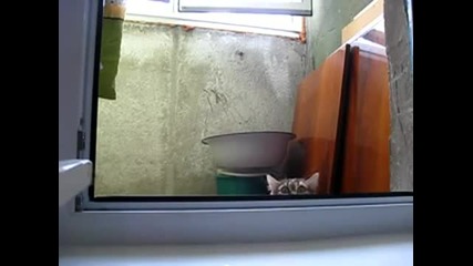 Не сте виждали такава котка!