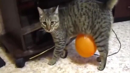 Топ 10 смешни котки март 2014