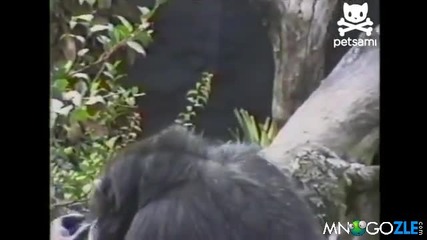 Маймуна си бърка в дупето и припада от миризмата