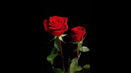 Червени Рози За Вас Мадам