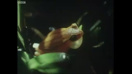 Panama frogs serenade females - The Trials of Life - Bbc 