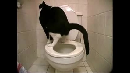 Котка ака в тоалетна 