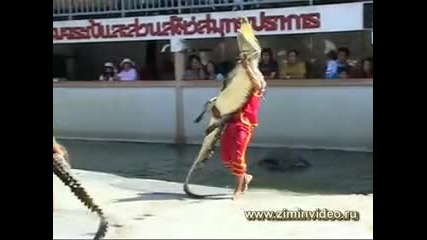 Малко Шоу с Крокодили