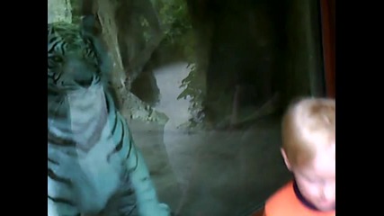 Тигър напада момченце 