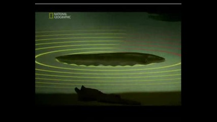 Най - опасните животни Bg аудио