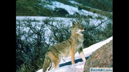 The Wolves is the best Animal