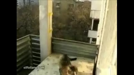 Паркур котка