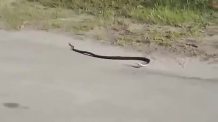 Змия се самоубива