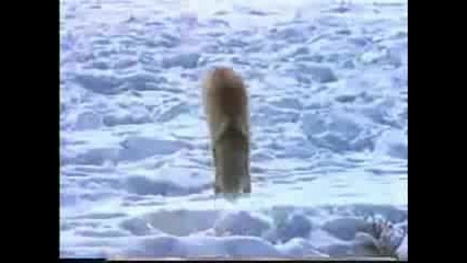 Top 10 Fastest Land Animals New