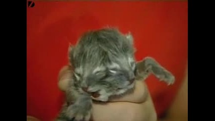 Коте С Две Лица
