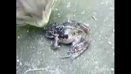 Жаба крещи смешно