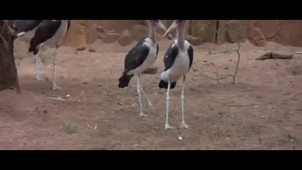 Смях с пияни животни в африка !