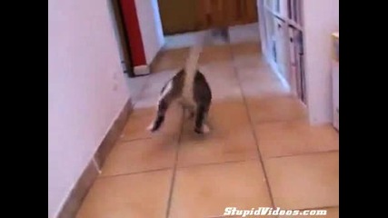 Най бързата котка