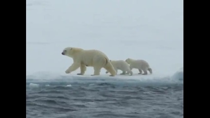 Полярна мечка помага на малкото си