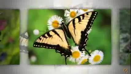 John Sokoloff - Beautiful Butterfly.-