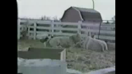Смешни и забавни животни Част 5