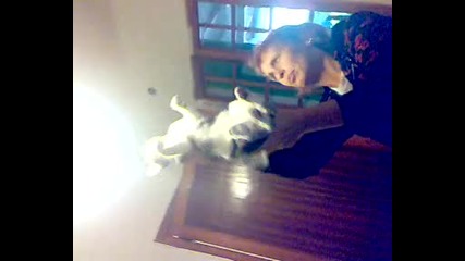 котка лови муха