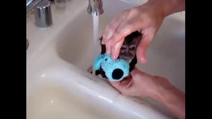Малко маймунче се къпе