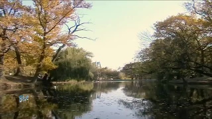 Autumn leaves ...