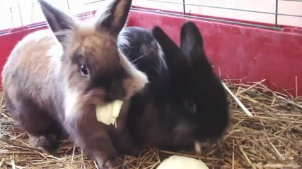 Малки зайчета се хранят много сладко 