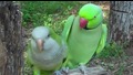 Много хубави папагалчета си говорят - много сладко !