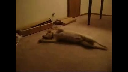 Bizkit the Sleep Walking Dog