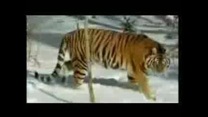 Интересни факти за Сибирският Тигър