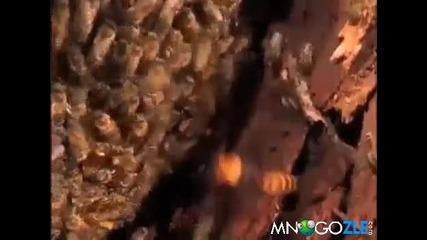 Стършел срещу пчели
