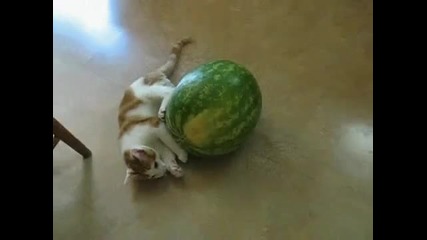 коте което се опитва да яде Диня