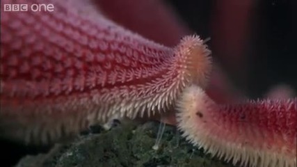 Life - Timelapse of swarming monster worms and sea stars - Bbc One 