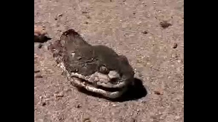 Не е за вярване змия без тяло атакува хора !!!