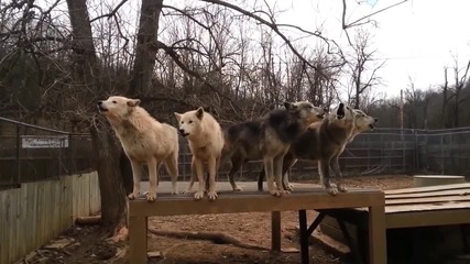 Виещи вълци