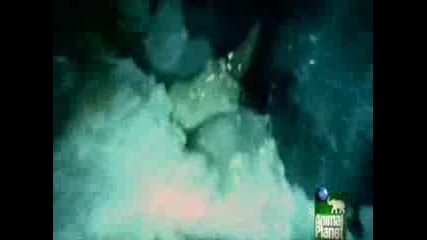 Dragons, A Fantasy Made Real - Part 1