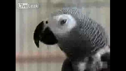 Incredibly Smart Parrot