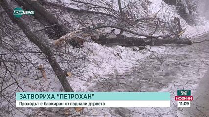 Паднали дървета затвориха два прохода у нас