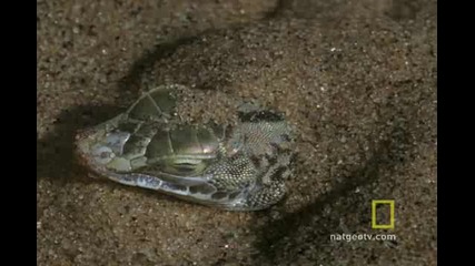 National Geographic - Най - Неочакваната Аката