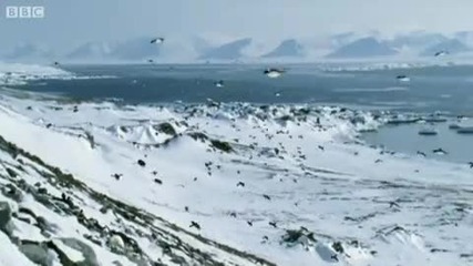 Пингвини