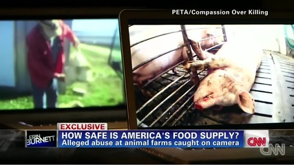 Undercover animal abuse videos soon to be illegal