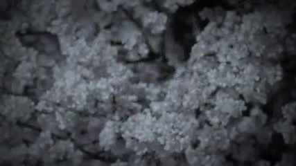 Arashi - Lotus