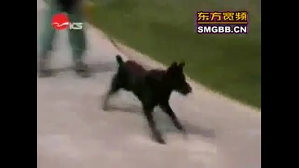 Най-смешното видео с кучета : D