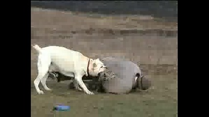 Cane Corso-QKO KU4E